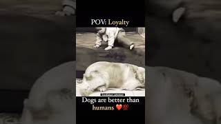 Dog lover status video [upl. by Elkin]