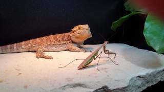 Bearded dragon eats preying mantis [upl. by Enineg486]