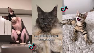 This is Supposed to Remind Cat of How They were Worshiped in Ancient Egypt  Tiktok Cat Compilation [upl. by Susann]