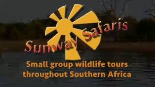 Sunway Safaris Botswana Chobe National Park Boat Cruise [upl. by Charis]