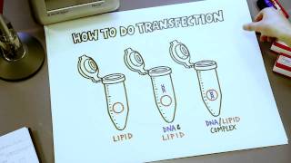 How To Do Transfection Short Overview Illustrated on Bench Paper [upl. by Kurtz83]