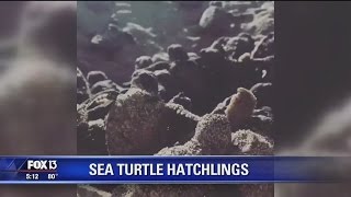 Record number of sea turtle hatchlings [upl. by Naras918]