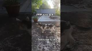 হেলিকপ্টার লেজshorts foryou cat subscribe trending [upl. by Shawn]