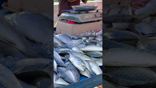 ⚡️Fresh Fish in Malaysia😍 ipdi tha Nanga Malaysia la fish vangurom [upl. by Greenebaum]