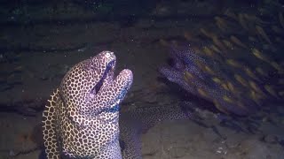 Moray Eel Launches Surprise Attack On Diver [upl. by Nnylyak]