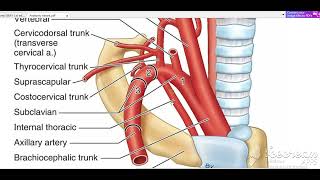 Subclavian artery branches 1 [upl. by Lesli]