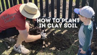 How to plant trees in clay soil [upl. by Obediah]