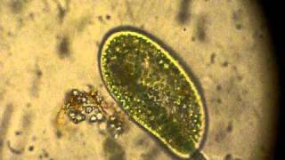 Paramecium digeriendo microalgas [upl. by Ainoval]