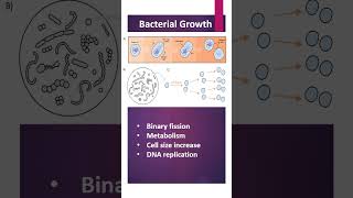 Bacterial Growth [upl. by Harvard]