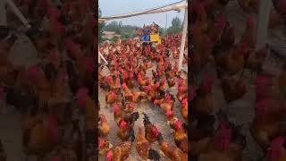 Lots of local farming hen  pk bedifferent shorts [upl. by Arbe305]