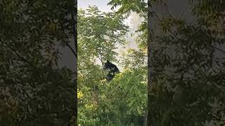 Cades cove Tennessee cadescove tennessee viral blackbears bear [upl. by Anitnauq]