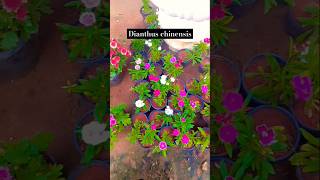 Dianthus chinensisgardening trendingshorts viralshort viralvideoflowers dianthusshortsfeed [upl. by Argyle932]