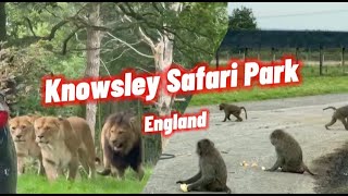 Shining a Light on knowsley safari park england  England  UK  Safari Park  AR Travelers [upl. by Sitra]