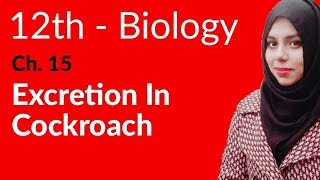 2nd Year Biology Ch 1  Excretion in Cockroach  FSc Biology Book 2 [upl. by Annabelle]