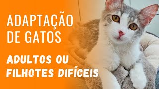 Adaptação de gatos adultos ou filhotes difíceis  Gato é Vida [upl. by Susette710]