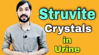 Struvite Crystals in Urine  Struvite Stones  Causes  Diagnosis  Treatment [upl. by Sabba]