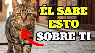 16 Cosas IMPACTANTES que tu Gato SABE de ti 😺 [upl. by Sivatnod]