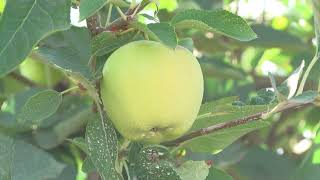 Emprendedores de FEDIVALCA Frutas Valdejalón [upl. by Furtek]