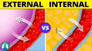 Internal vs External Respiration  Simple Explanation [upl. by Raseac717]