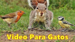 Videos Para Gatos  El video favorito de tus gatos [upl. by Anawed]