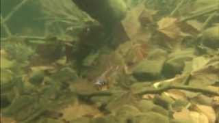 Brook Trout Underwater [upl. by Stover]