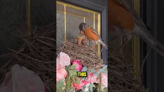 A Bird built a nest on the front door birdrescue [upl. by Nera567]