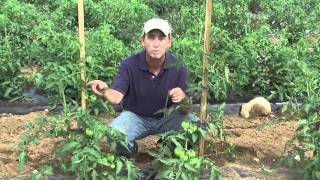 How to Grow Tomatoes Staking [upl. by Rangel]