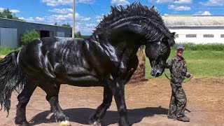 Most Powerful Horse Breed in the world [upl. by Asirret885]