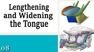 08 Lengthening and Widening the Tongue  Learning to Control Your Neck and Head [upl. by Annahs]