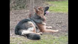 Old German Shepherd Kira  My everlasting love [upl. by Wistrup]