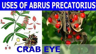 USES OF ABRUS PRECATORIUS  CRAB EYE [upl. by Gomar]