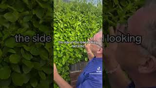 Griselinia littoralis gardeningforbeginners gardening garden plants [upl. by Matland984]