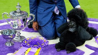 Miniature poodle named Sage wins Westminster Kennel Club dog show [upl. by Grady]