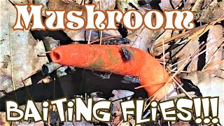 Mushroom BAITING FLIES  Elegant Stinkhorn Devils Dipstick [upl. by Akeem]