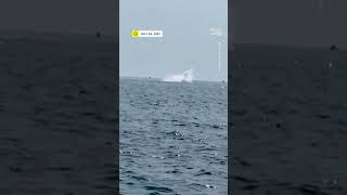 Video Captures 3 Humpback Whales Breaching in Unison [upl. by Legnalos]