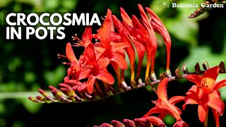 How To Plant CrocosmiaMontbretia Corms In Pots  Balconia Garden [upl. by Elenahc]