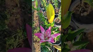 Lilium plant 🌱 kya ap jante he is plant ke bare me [upl. by Miltie]