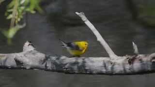 Prothonotary Warbler Protonotaria citrea foraging [upl. by Ayenat]