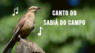 Canto do Sabiá do Campo  Arrebita Rabo  Papa Sebo  Chalkbrowed Mockingbird  Mimus Saturninus [upl. by Aro]