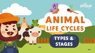 Animal Life Cycle Types and Stages  Primary School Science Animation [upl. by Tankoos]