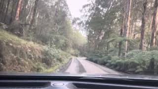 Toolangi State Forest Drive [upl. by Enilemme]