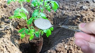 Киньте это в лунку при посадке Томатов и Перцев и они сразу пойдут в рост и дадут большой урожай [upl. by Ynaffital334]