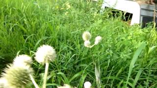 Rattlesnake Master Eryngium yuccifolium part 1 [upl. by Ennaus474]