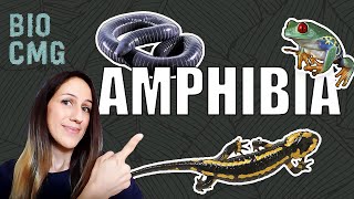 Amphibia  Classificação e Biologia dos anfibios sapos cecílias e salamandras [upl. by Tebzil]