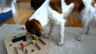 kooikerhondje playing Nina Ottosson game [upl. by Oakes]