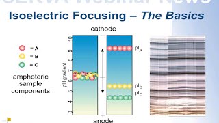 SERVA Webinar Isoelectric Focusing  The Basics English [upl. by Adnara894]