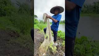 Amazing village Fishing  Traditional Net Fishing in rural village with beautiful Nature [upl. by Haduhey276]