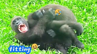 兄弟倆很頑皮😆誰也不讓誰🤣💦Djeecoゴリラ迪亞哥金剛猩猩taipeizoo gorilla 台北市立動物園2024061010 [upl. by Allehcim568]