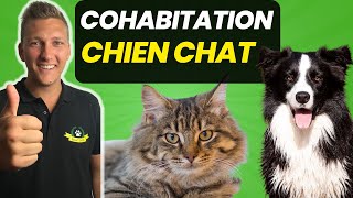 Ton Chien Attaque Ton Chat  Fais Immédiatement Cette SOLUTION [upl. by Dinsmore312]