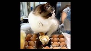 My cat hatched chicks from eggs [upl. by Dulcinea]